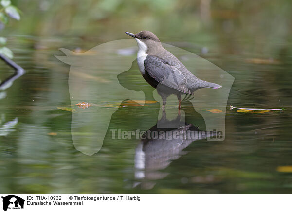 Eurasische Wasseramsel / white-throated water ouzel / THA-10932