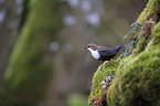 Eurasische Wasseramsel