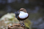Eurasische Wasseramsel