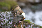 Eurasische Wasseramsel