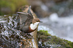 Eurasische Wasseramsel