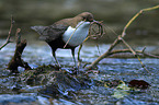 Eurasische Wasseramsel