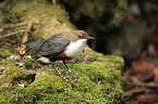 Eurasische Wasseramsel