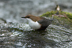 Eurasische Wasseramsel