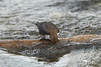 Eurasische Wasseramsel