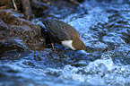 Eurasische Wasseramsel