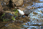 Eurasische Wasseramsel