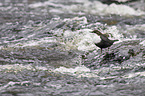 Eurasische Wasseramsel