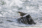 Eurasische Wasseramsel