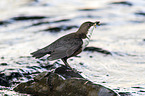 Eurasische Wasseramsel