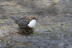 Eurasische Wasseramsel