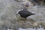 Eurasische Wasseramsel