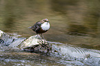 Eurasische Wasseramsel