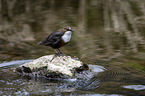 Eurasische Wasseramsel