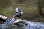 Eurasische Wasseramsel