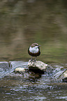 Eurasische Wasseramsel