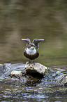 Eurasische Wasseramsel