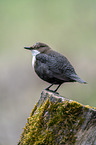 Eurasische Wasseramsel