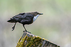 Eurasische Wasseramsel