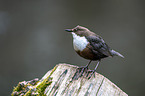 Eurasische Wasseramsel