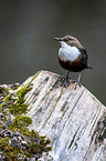 Eurasische Wasseramsel