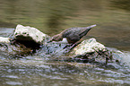 Eurasische Wasseramsel