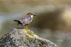 Eurasische Wasseramsel