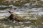 Eurasische Wasseramsel