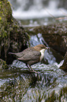 Eurasische Wasseramsel