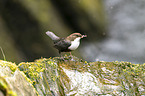 Eurasische Wasseramsel