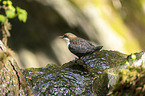 Eurasische Wasseramsel