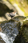 Eurasische Wasseramsel