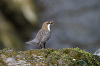 Eurasische Wasseramsel