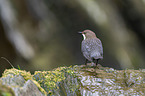 Eurasische Wasseramsel