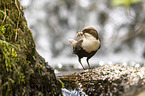 Eurasische Wasseramsel