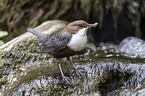 Eurasische Wasseramsel