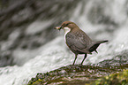 Eurasische Wasseramsel