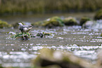 Eurasische Wasseramsel