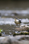 Eurasische Wasseramsel