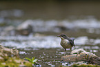 Eurasische Wasseramsel