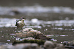 Eurasische Wasseramsel