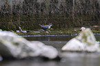 Eurasische Wasseramsel