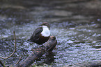 Eurasische Wasseramsel