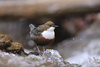 Eurasische Wasseramsel