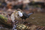 Eurasische Wasseramsel