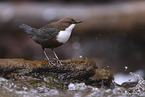 Eurasische Wasseramsel