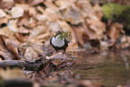 Eurasische Wasseramsel