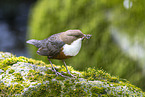Eurasische Wasseramsel