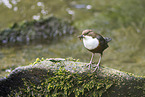 Eurasische Wasseramsel