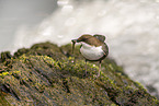 Eurasische Wasseramsel